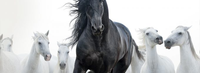 Leadership : et si le cheval devenait votre meilleur coach